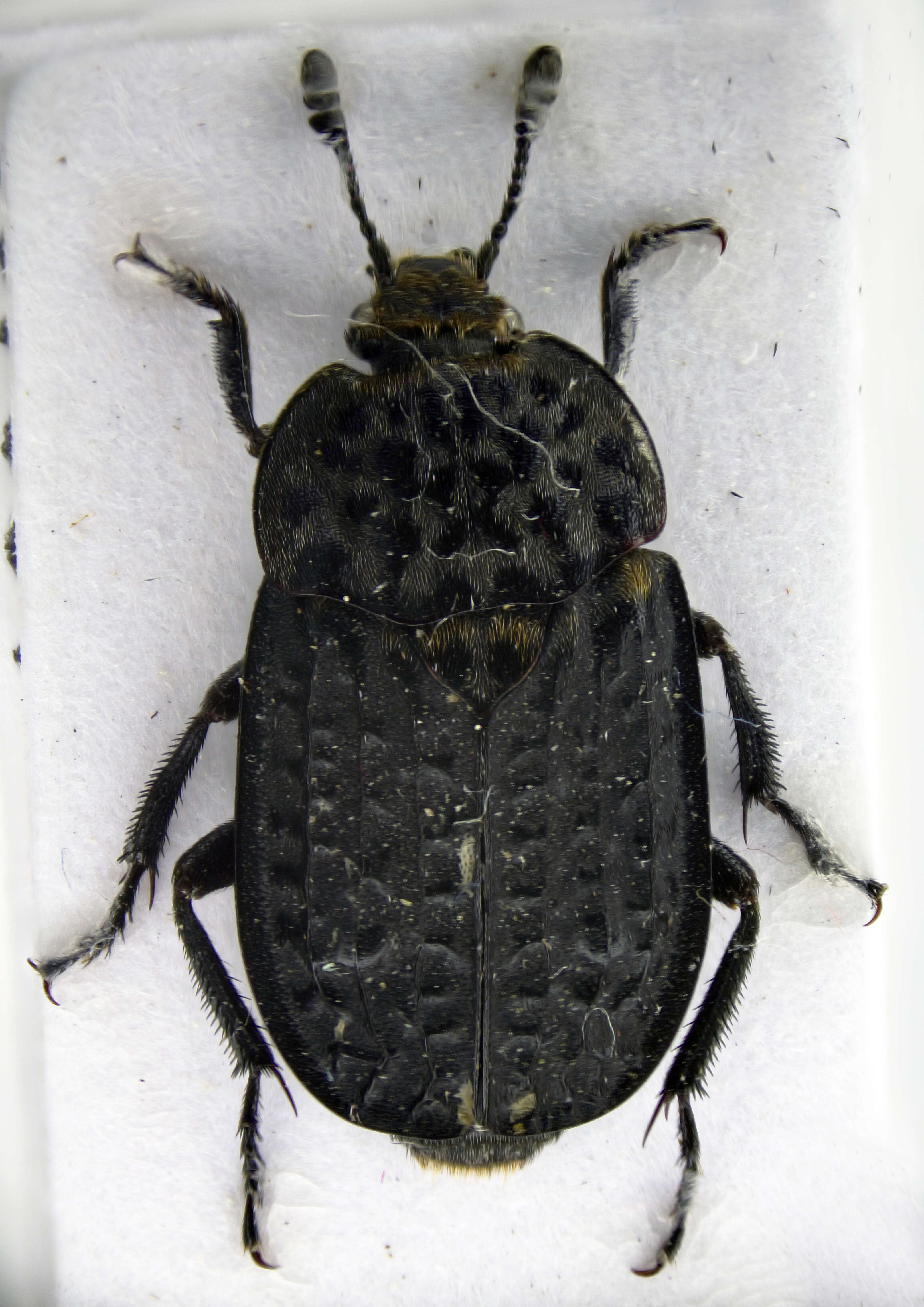 Image of Thanatophilus rugosus (Linnaeus 1758)