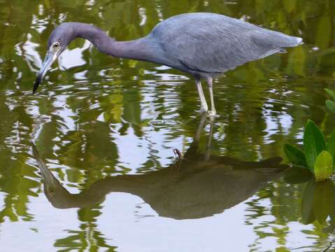 Image of Egretta Forster & T 1817