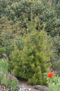 Image of Bunge's pine