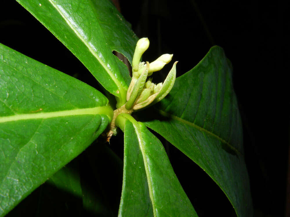 Image of Daphnopsis costaricensis K. Barringer & Grayum