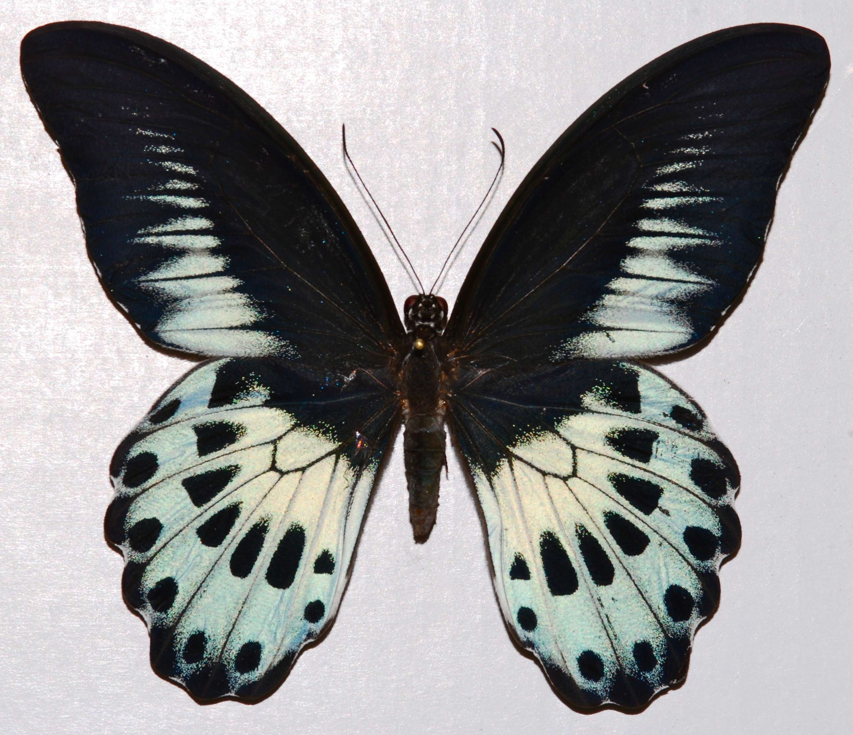 Image of Blue Mormon