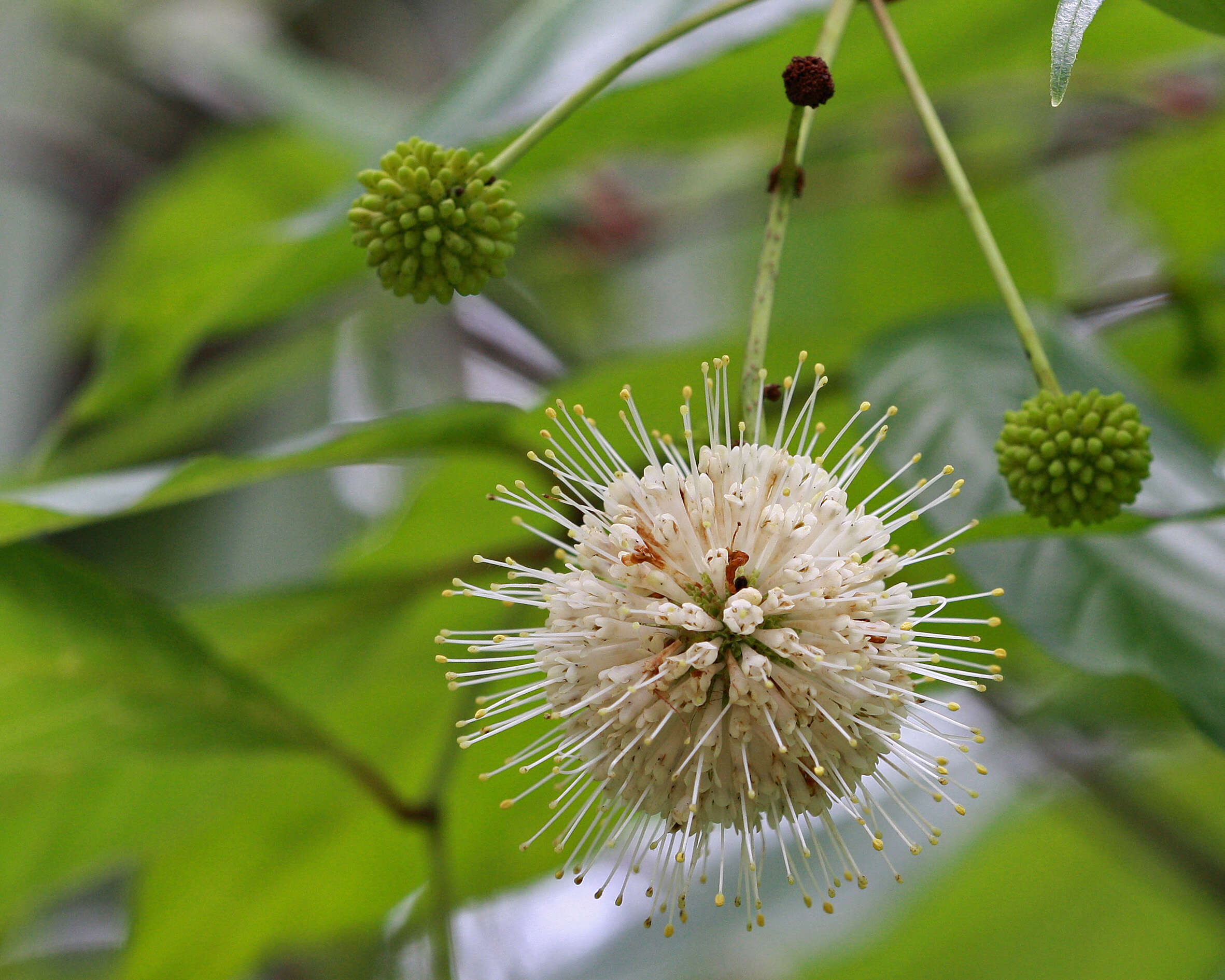 Image of common buttonbush