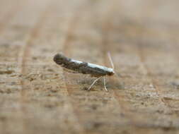 Imagem de Argyresthia conjugella Zeller 1839