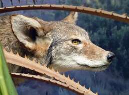 Image of American jackal