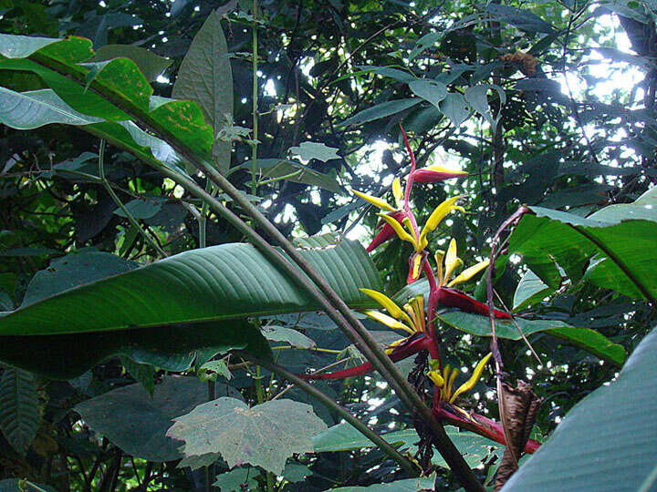 Image of Heliconia meridensis Klotzsch