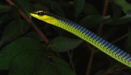 Image of Beautiful Bronzeback Tree Snake