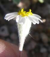 Eriophyllum resmi