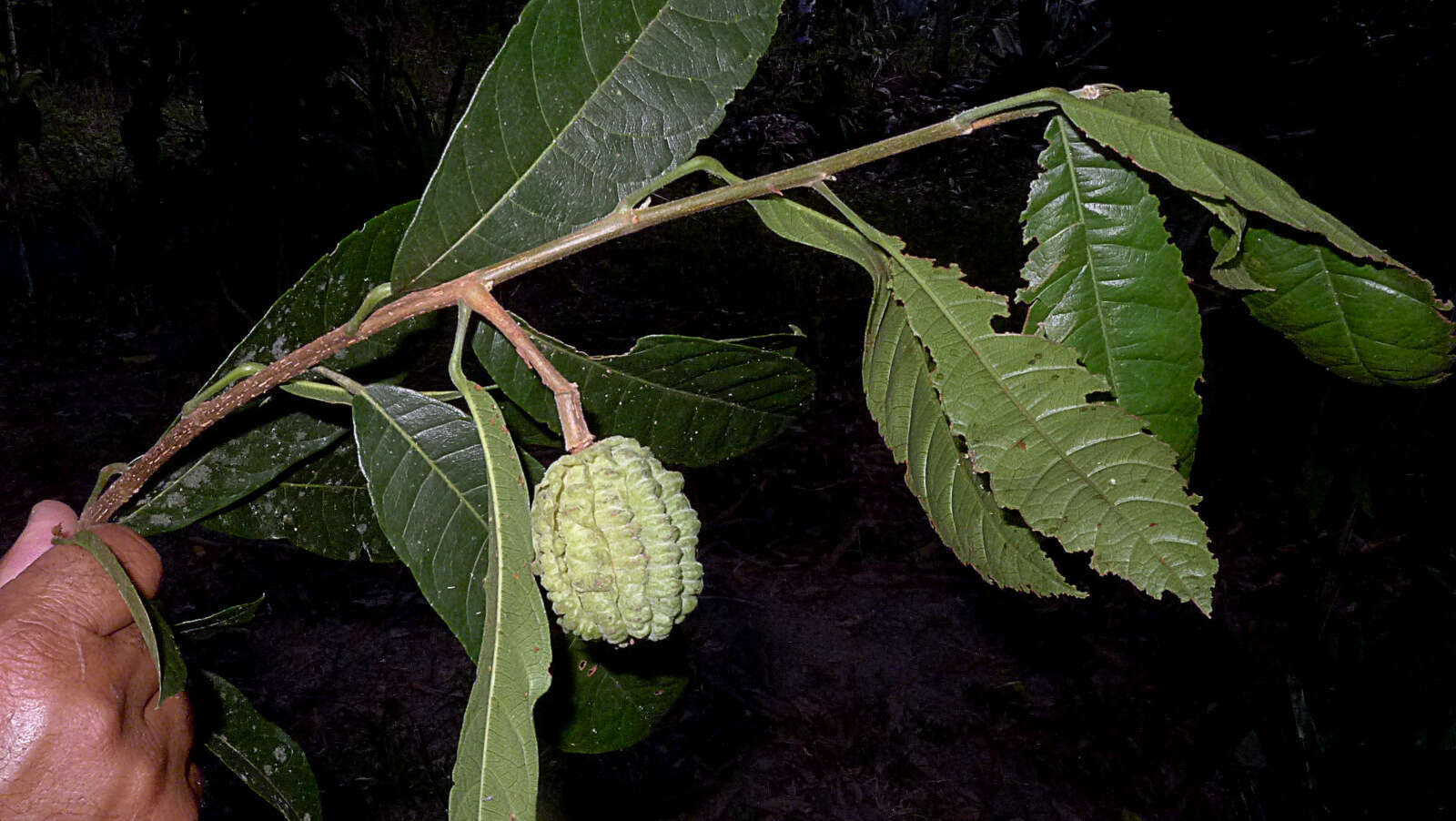 Image de Carpotroche brasiliensis (Raddi) Endl.