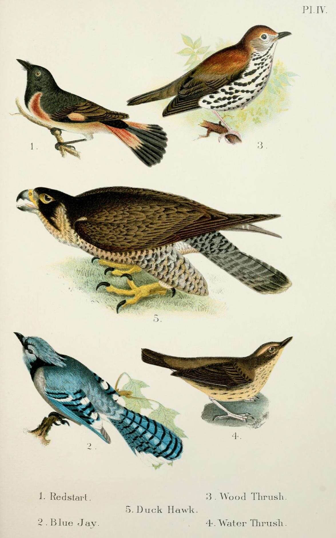 Image of Phoenicurus Forster & T 1817