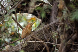 Image of Cinnamon Bittern