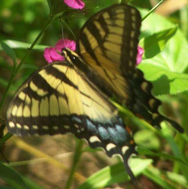 Image of Papilio