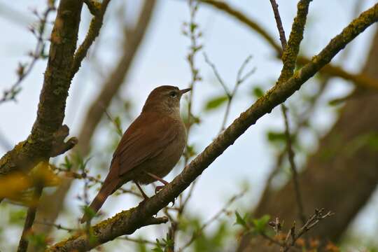 Image of nightingale, common nightingale