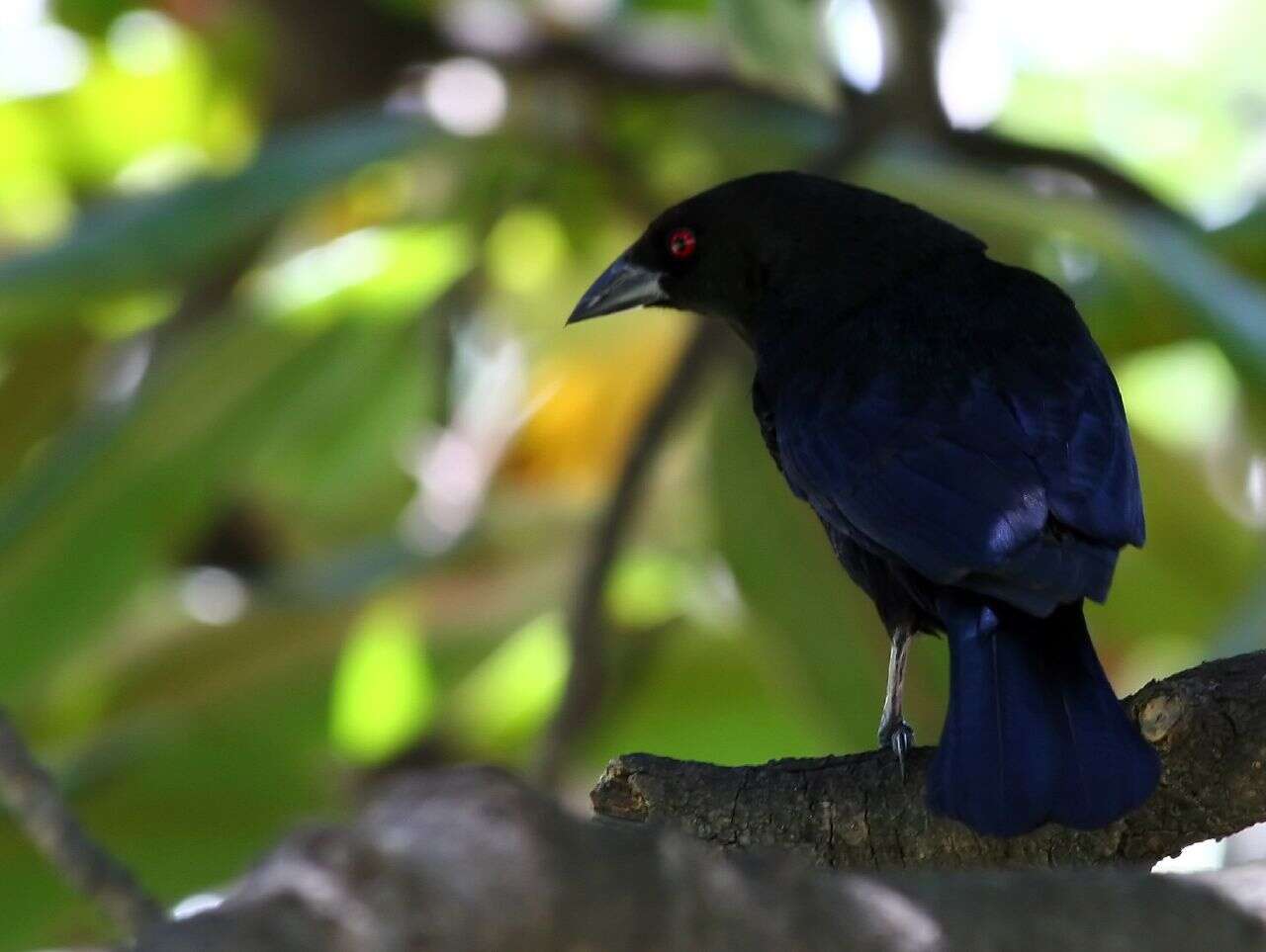 Image of Cowbird