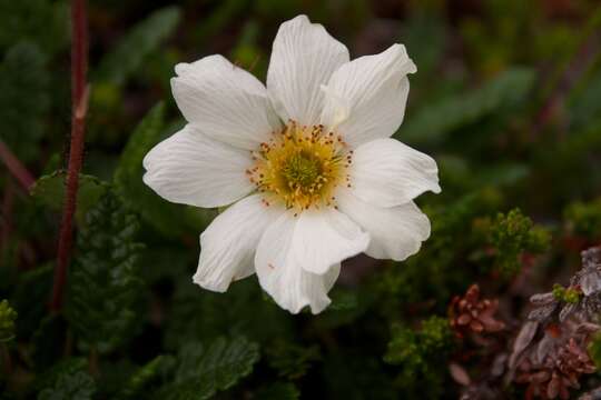 Imagem de Dryas octopetala L.