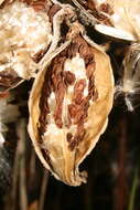 Image of milkweed