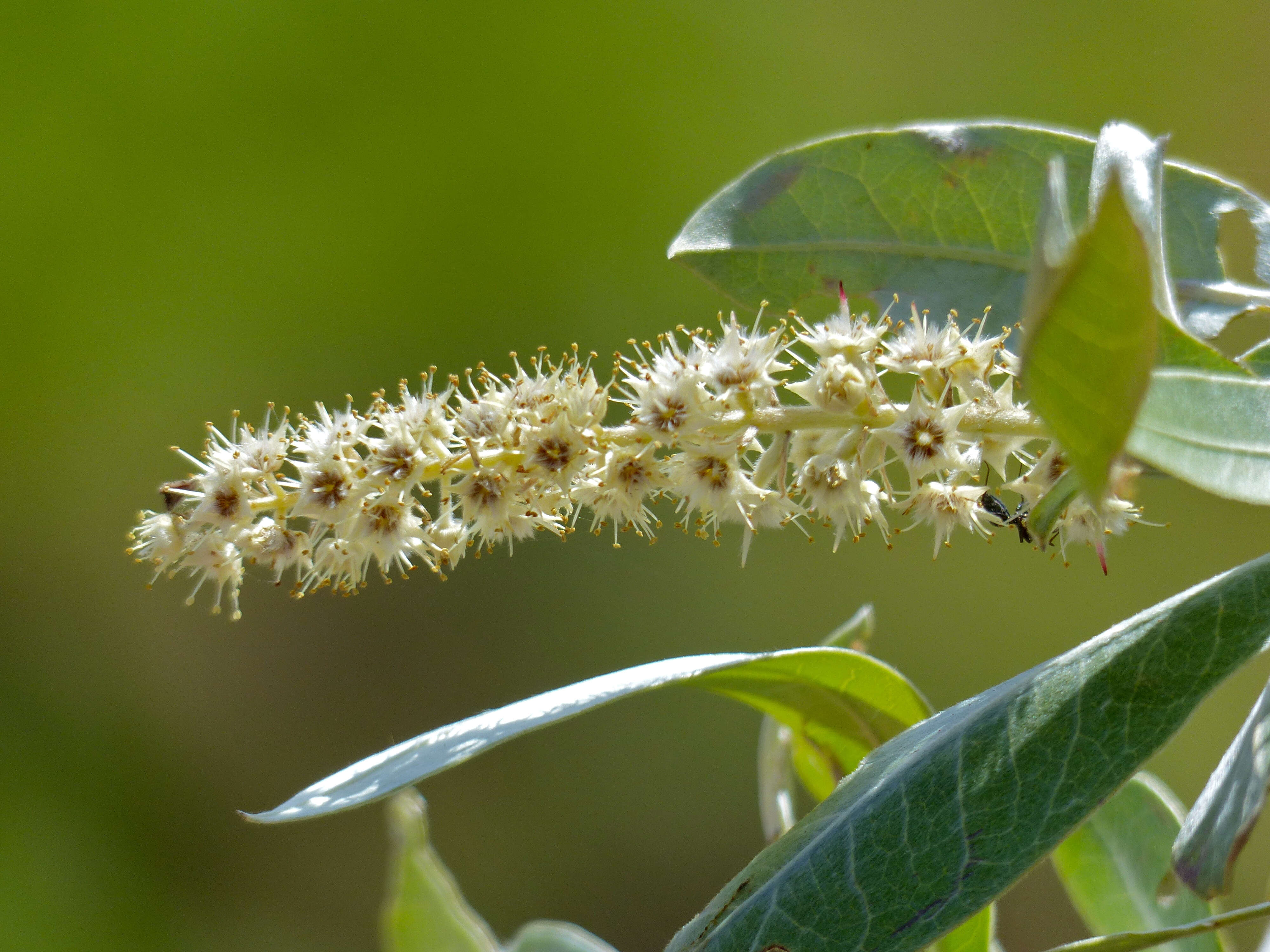 Image of tropical almond