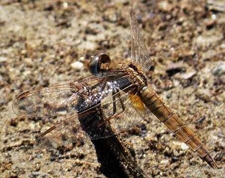 Image of Crocothemis Brauer 1868