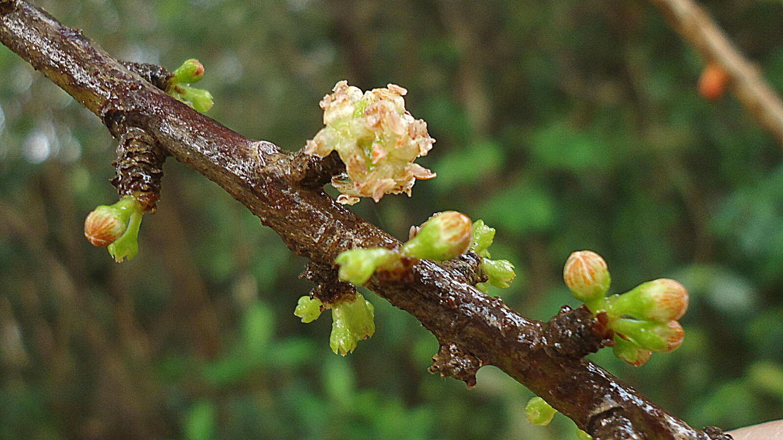 Image of Myrsine venosa A. DC.