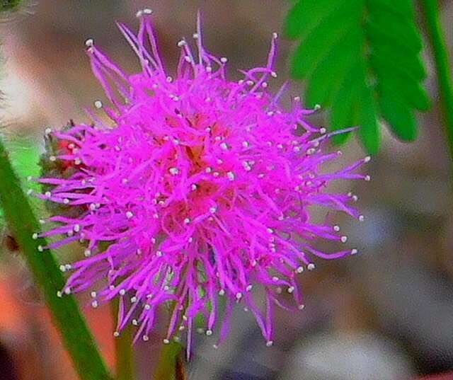 Image of sensitive plant