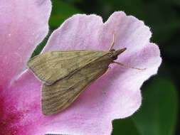 Image of Moth