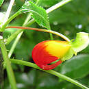 Impatiens dichroa Hook. fil. resmi