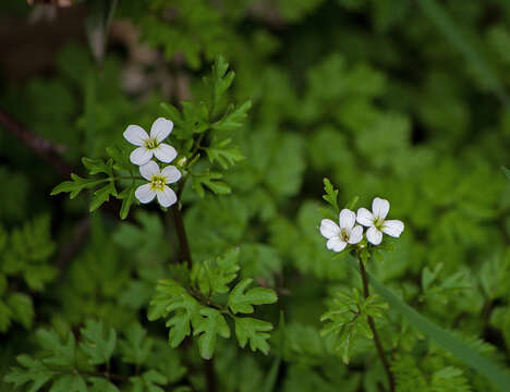 Image of Cardamine graeca L.