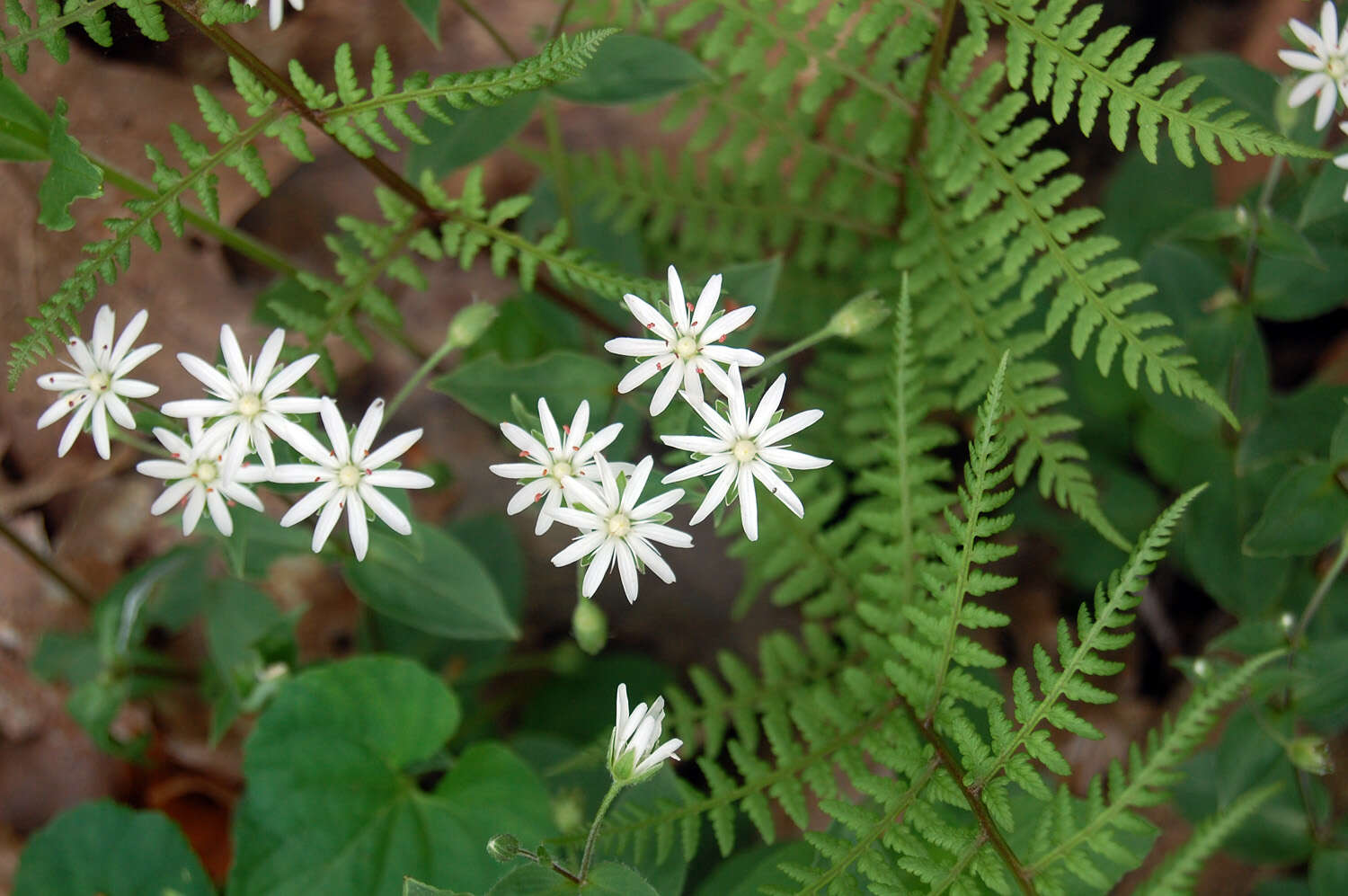 Image of Stellaria