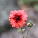 Image of Potentilla nepalensis Hook.