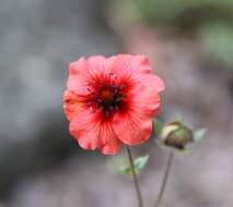 Image of Potentilla nepalensis Hook.