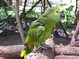 Image of Amazon parrots