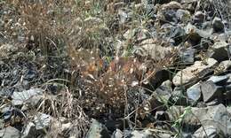 Imagem de Lomatium nudicaule (Pursh) Coult. & Rose