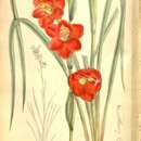 Image of Gladiolus watsonioides Baker