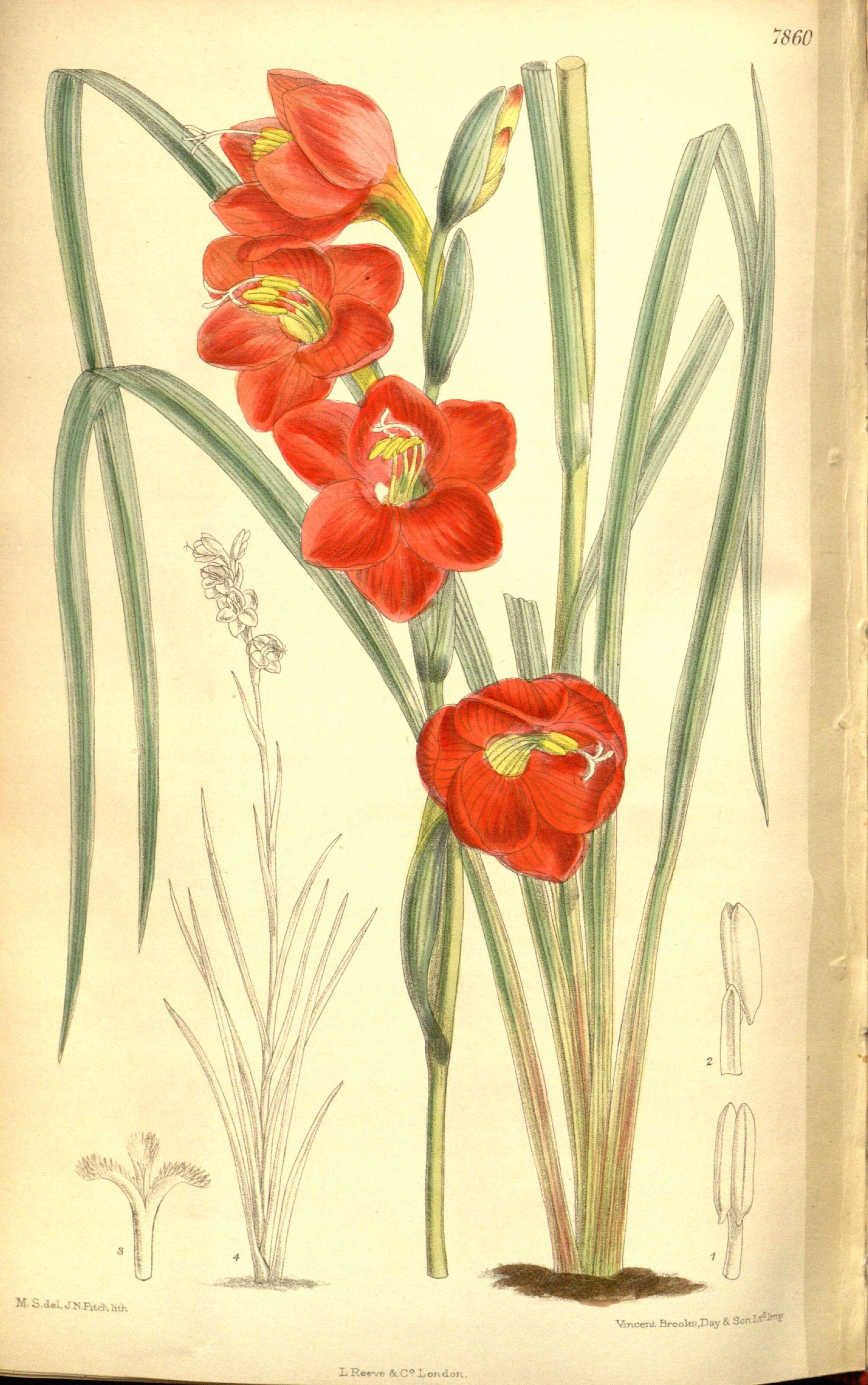Image of Gladiolus watsonioides Baker