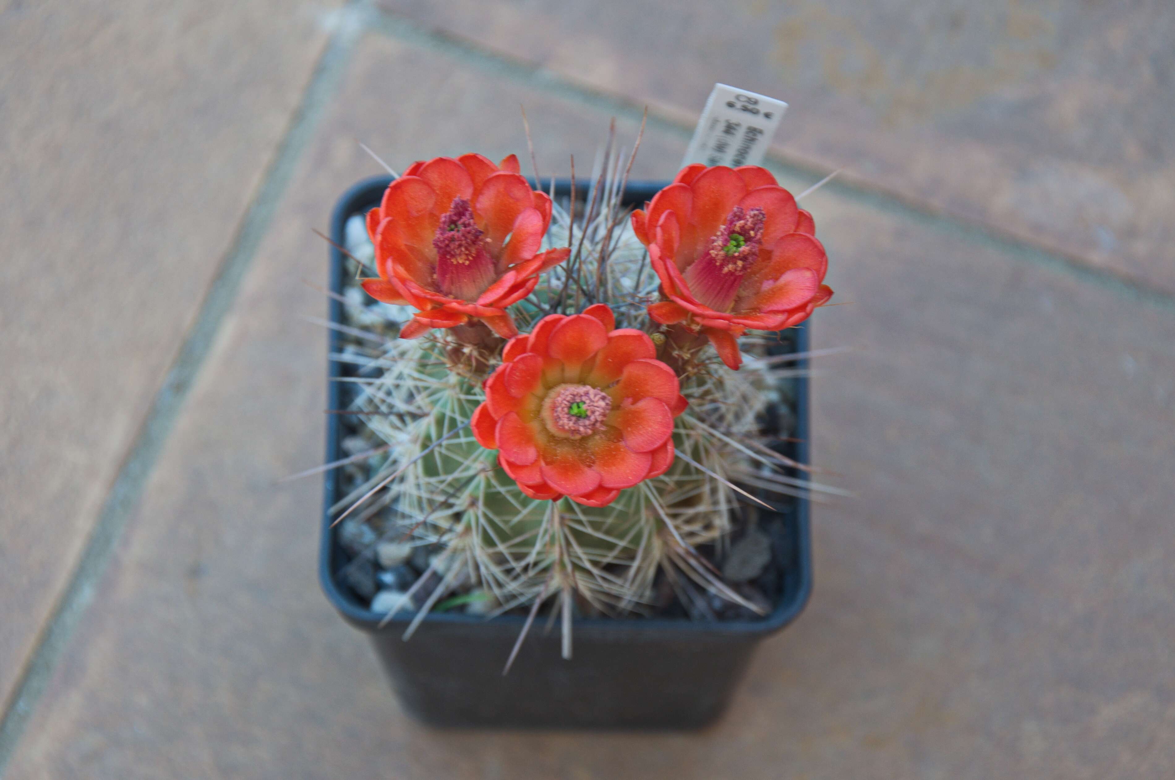 Image de Echinocereus coccineus Engelm.