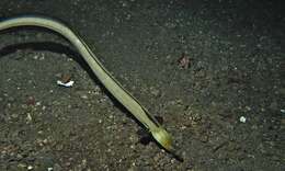 Image of Highfin snake eel