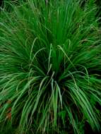 Image of lemon grass