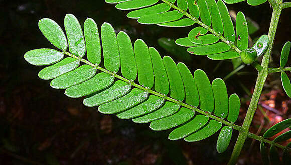 Image de Albizia pedicellaris (Dc.) L. Rico