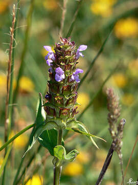 Image of selfheal