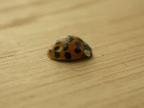 صورة Harmonia axyridis (Pallas 1773)