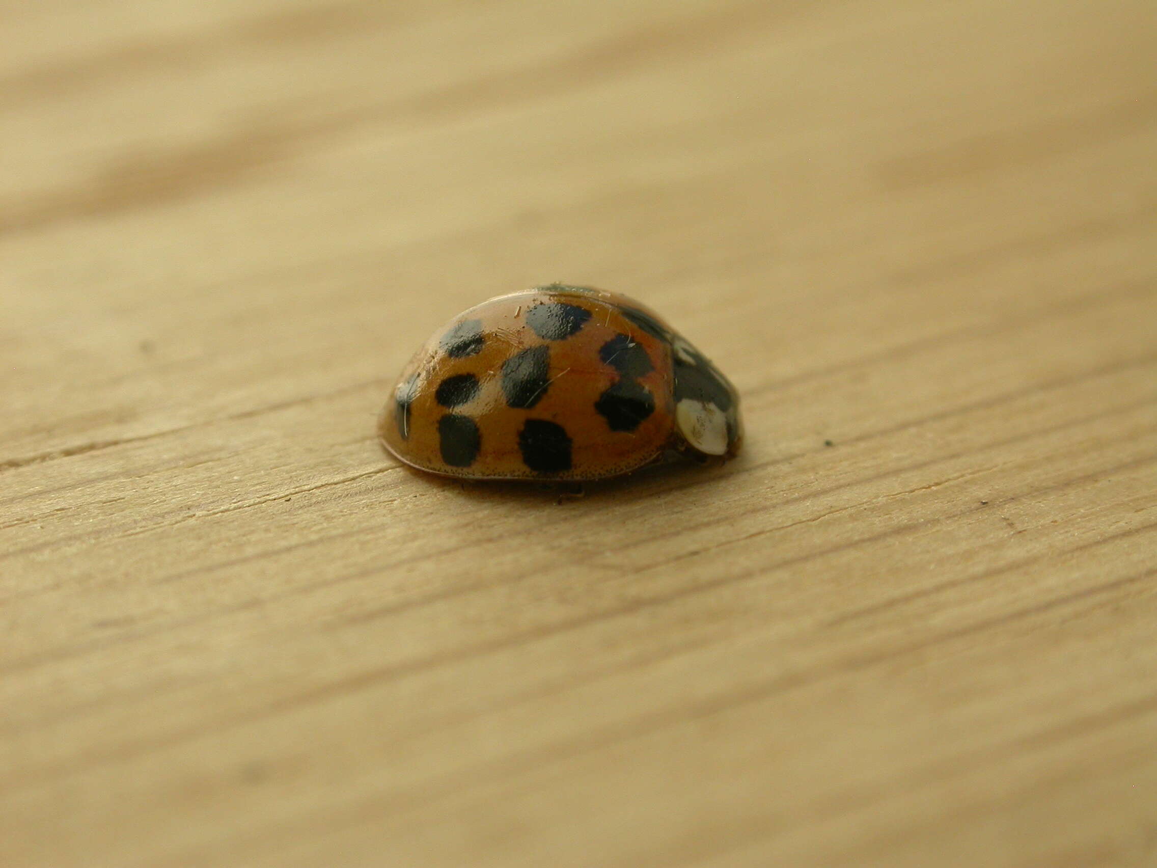 Image of Harlequin Ladybird