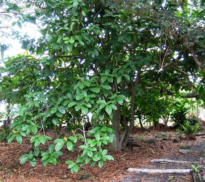 Image of umbrella catchbirdtree