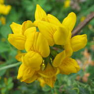 Image of Common Bird's-foot-trefoil