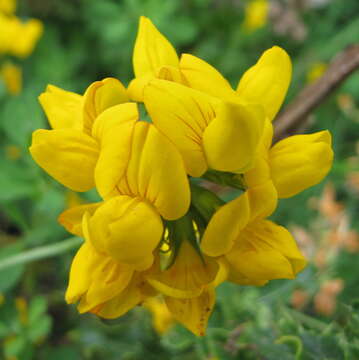 Image of Common Bird's-foot-trefoil