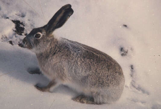 Image of hare