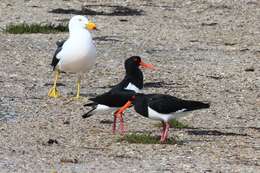 Image of Australian Pied Oystercatcher