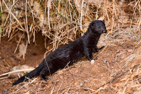 Image of weasels