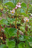 Image of clubed begonia