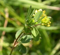 Image of clover