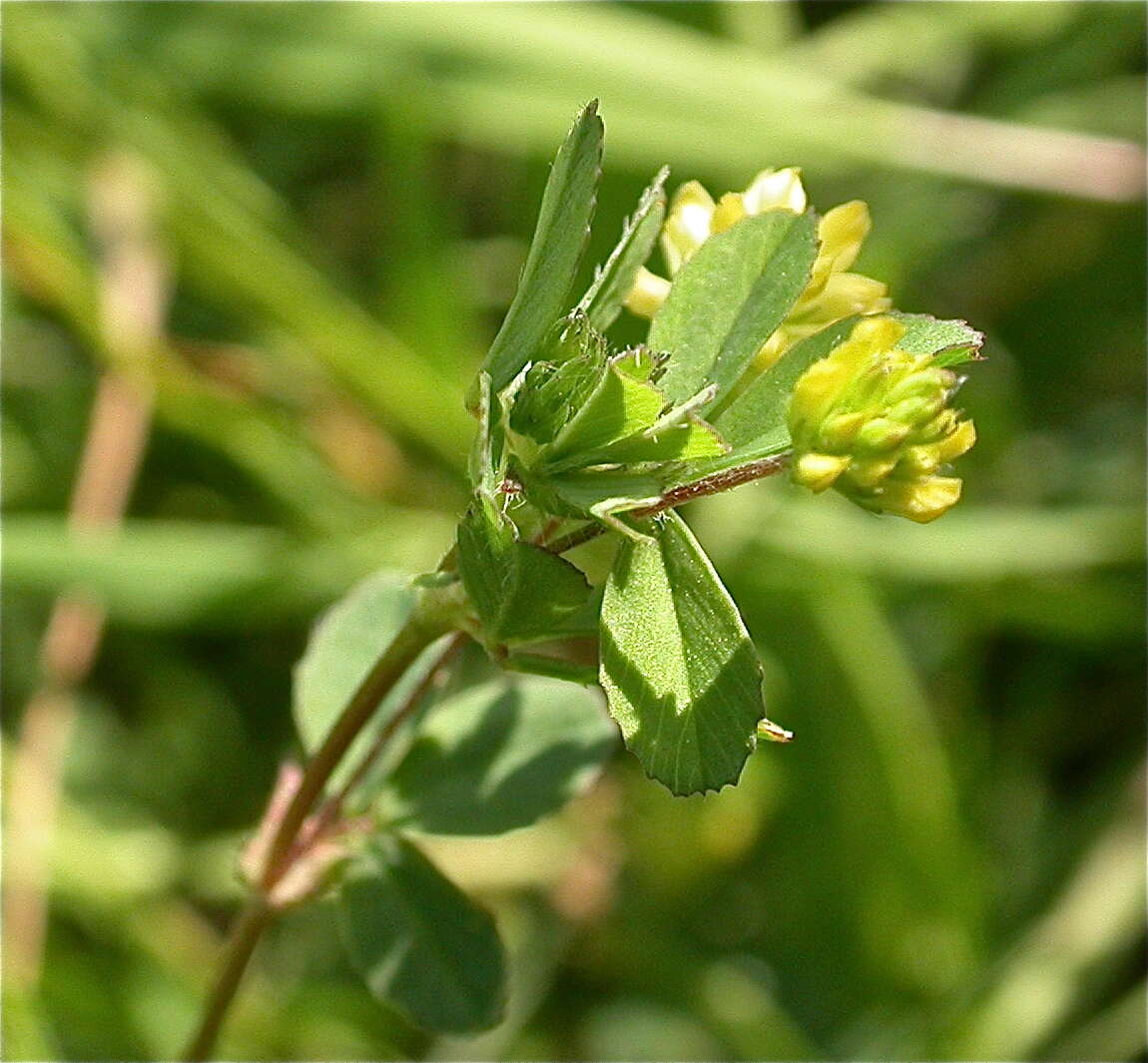 Image of clover