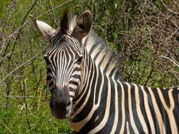 Image of Burchell's Zebra